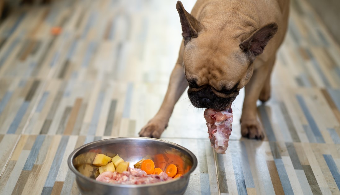 Is a Raw Food Diet Best for Your Pet's Health